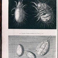 Micrographia Restaurata