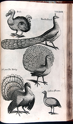 The Ornithology of Francis Willughby