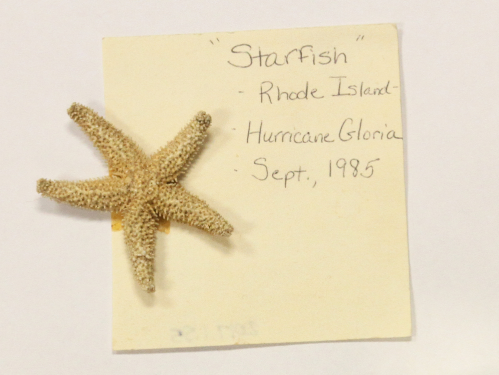Starfish from Hurricane Gloria Storm Surge