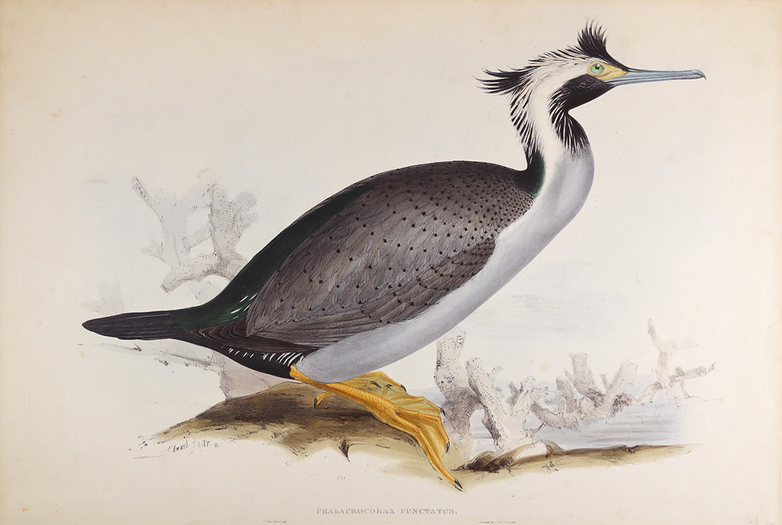 Birds of Australia: Phalacrocorax Punctatus