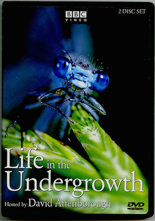 Life in the undergrowth