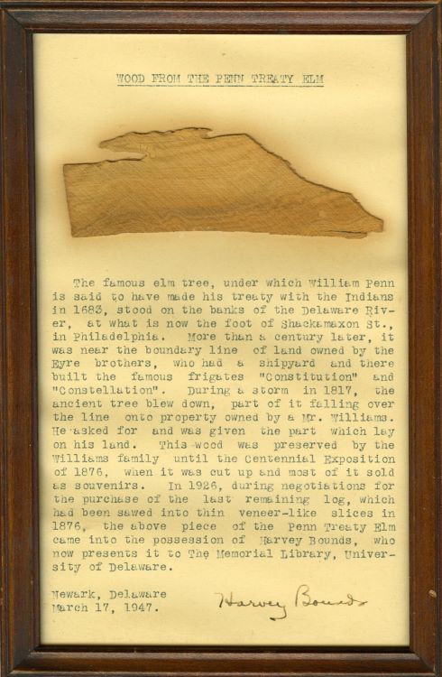 Wood Slice from the Penn Treaty Elm