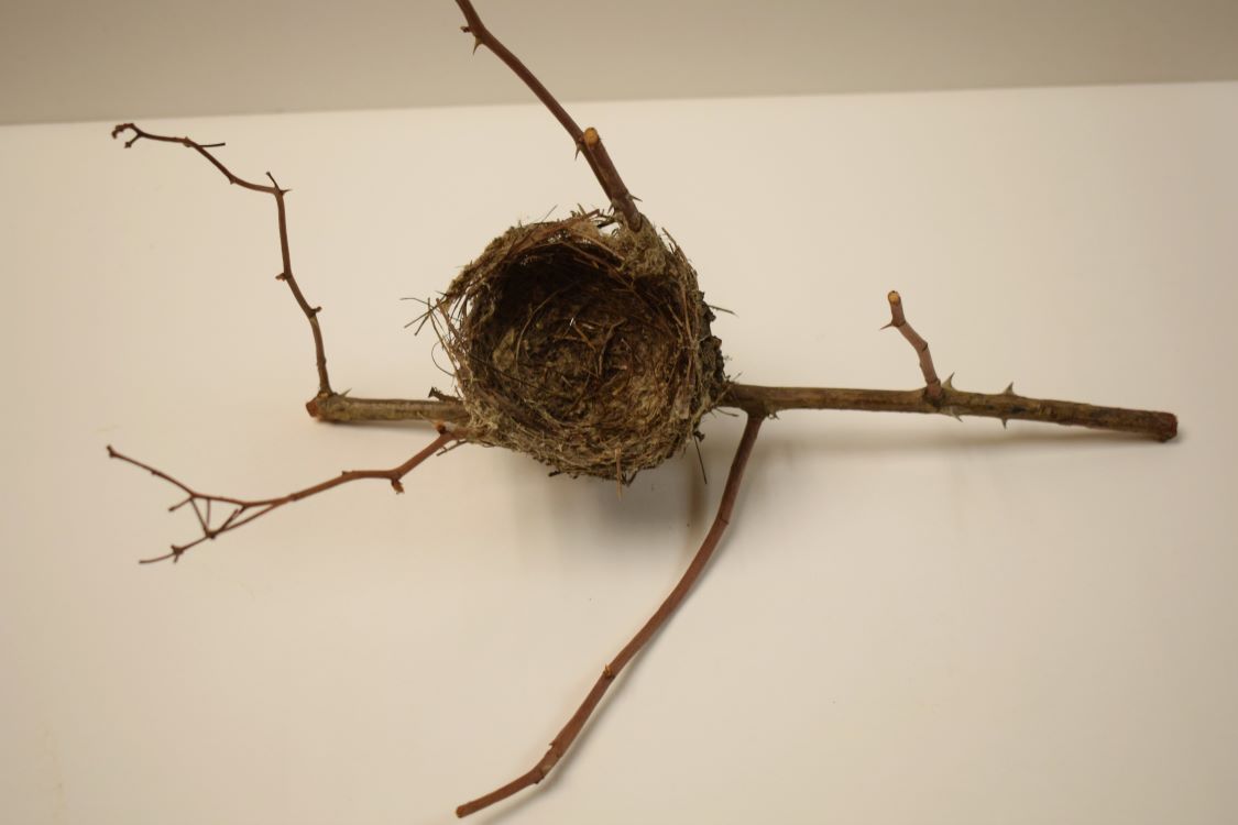 Bird Nest Bird Nest