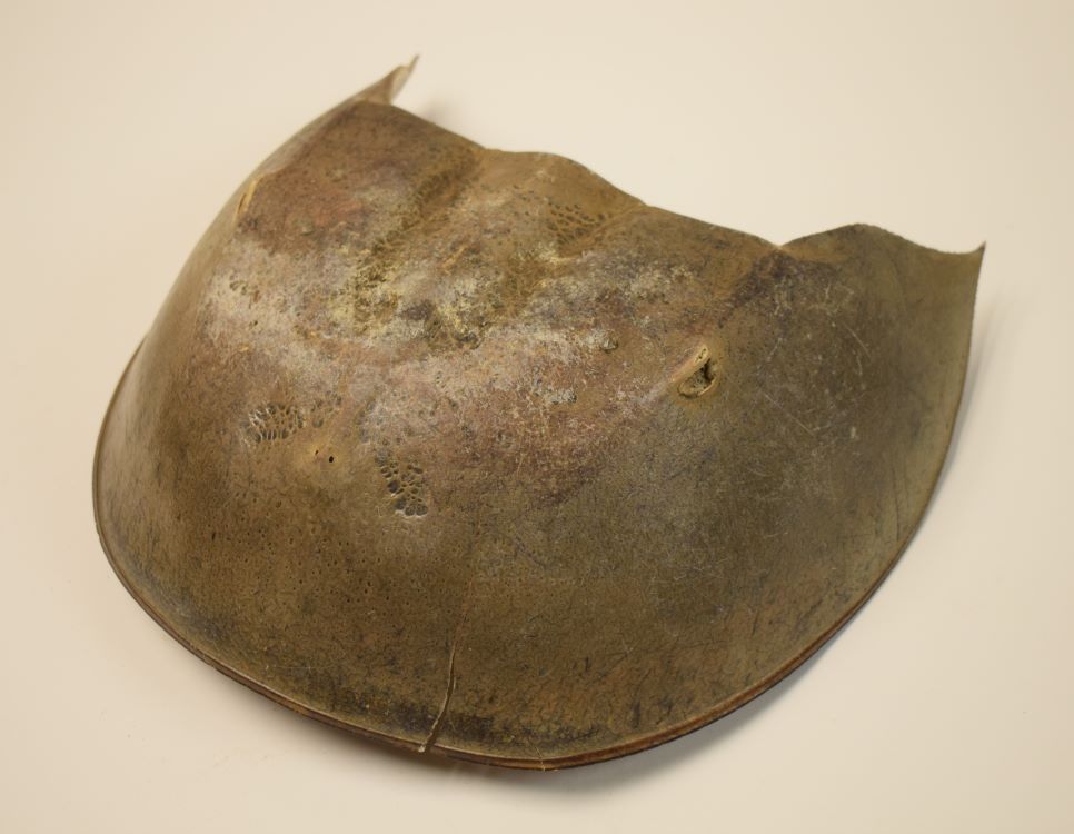 Horseshoe Crab Shell