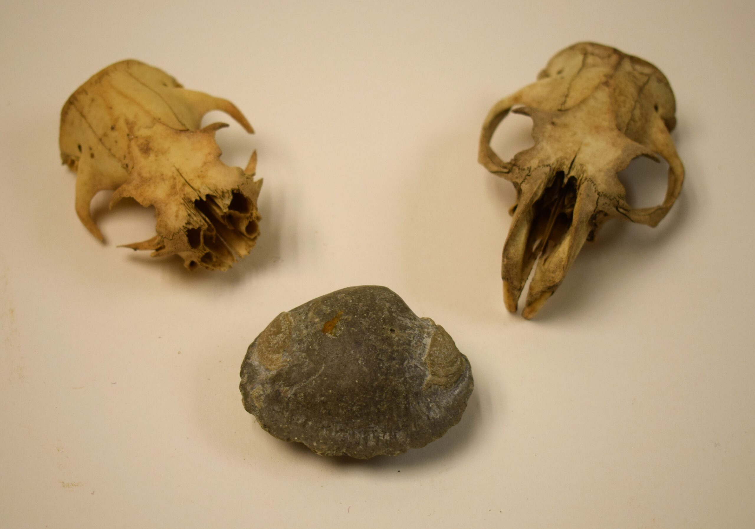 Skulls and Fossilized Shell